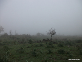 conco di Liricio-24-03-2013 10-00-11
